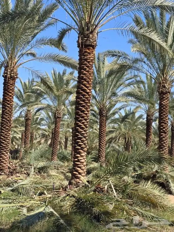 يوجد لدينا زيتون بجميع انواعه يوسف فندي برتقال ليمون 0