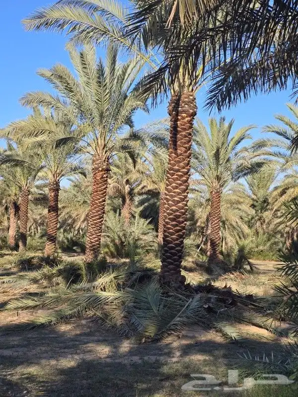 يوجد لدينا زيتون بجميع انواعه يوسف فندي برتقال ليمون 1
