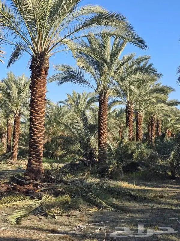 يوجد لدينا زيتون بجميع انواعه يوسف فندي برتقال ليمون 2