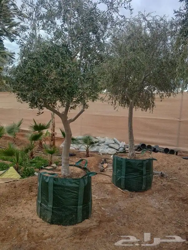 يوجد لدينا زيتون بجميع انواعه يوسف فندي برتقال ليمون 6