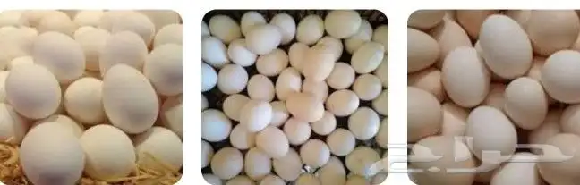 بيض بلدي للبيع 3
