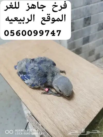 للبيع فرخ روز جاهز للغر 0
