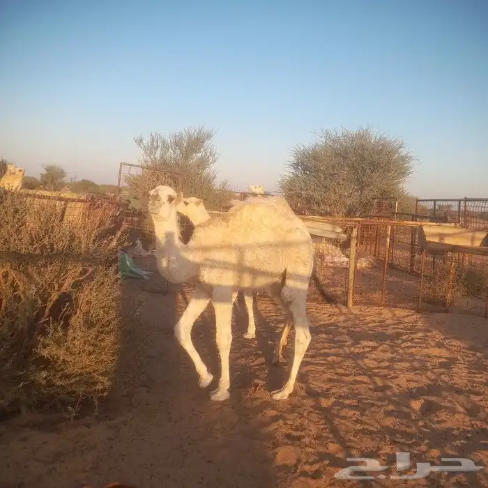 بكرة تماميه ابوه عقابي 3