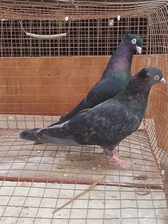 حمام قطيفي 2