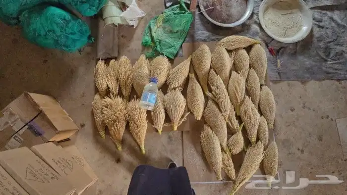 لقاح نخل 0