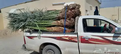 يوجد لدينا جميع انواع انخيل 6