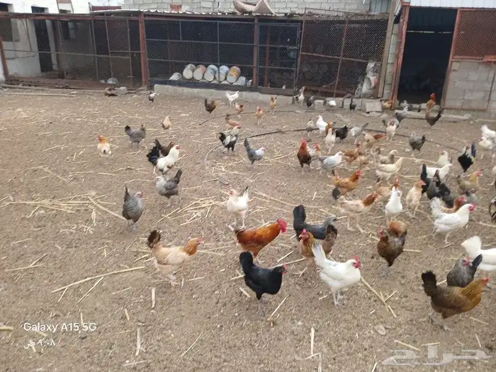 دجاج بلدي بياض للبيع والموقع الشعراء 2
