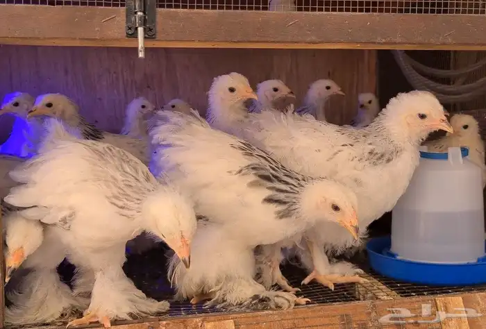 فروخ براهما كولمبي صافي 0