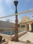 نخل لبيع واشنطونيا زينه ونخيل عربي مثمر 18
