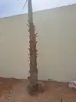 نخل لبيع واشنطونيا زينه ونخيل عربي مثمر 27