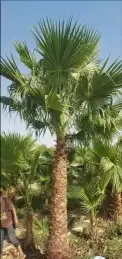 نخل واشنطني زينه للبيع 0