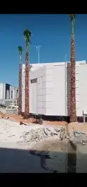 نخل لبيع واشنطونيا زينه ونخيل عربي مثمر 26