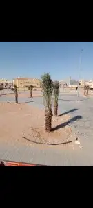 نخل لبيع واشنطونيا زينه ونخيل عربي مثمر 28