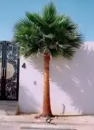 نخل لبيع واشنطونيا زينه ونخيل عربي مثمر 20