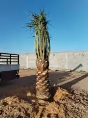 نخل لبيع واشنطونيا زينه ونخيل عربي مثمر 19