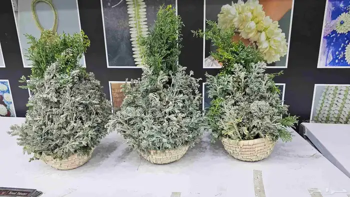 عقودفل واساورفل الرياض 8