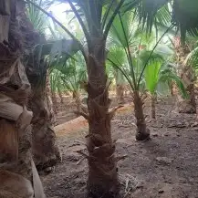 نخل لبيع واشنطونيا زينه ونخيل عربي مثمر 10