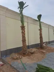 نخل لبيع واشنطونيا زينه ونخيل عربي مثمر 25