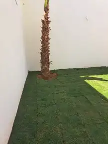 نخل لبيع واشنطونيا زينه ونخيل عربي مثمر 24