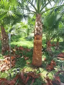 نخل لبيع واشنطونيا زينه ونخيل عربي مثمر 11