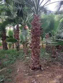 نخل لبيع واشنطونيا زينه ونخيل عربي مثمر 21