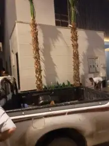 نخل لبيع واشنطونيا زينه ونخيل عربي مثمر 12