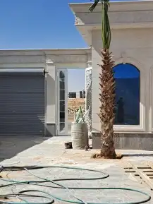 نخل لبيع واشنطونيا زينه ونخيل عربي مثمر 16