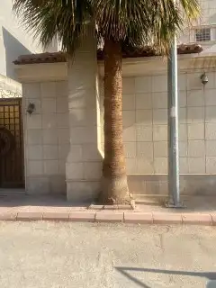 نخل لبيع واشنطونيا زينه ونخيل عربي مثمر 30