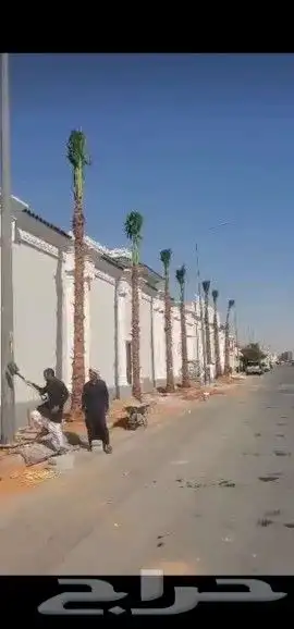 نخل لبيع بجميع انواعه وكافت مقاسته موصل لموقع المطلوب 2