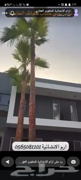 نخل لبيع واشنطونيا زينه ونخيل عربي مثمر 15