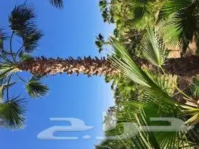 نخل لبيع واشنطونيا زينه ونخيل عربي مثمر 23