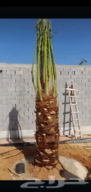 نخل لبيع واشنطونيا زينه ونخيل عربي مثمر 7