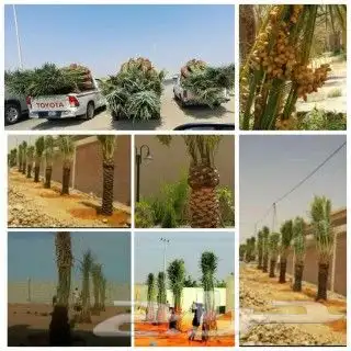 يوجد لدينا جميع انواع انخيل 4