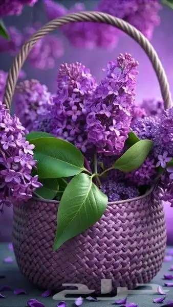 معلم دهانات 0