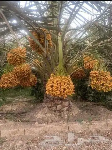 نخل لبيع بجميع انواعه وكافت مقاسته موصل لموقع المطلوب 13