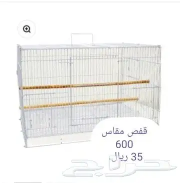 عناقيد الدخن الفرنسي. للجميع انواع الطيور 10