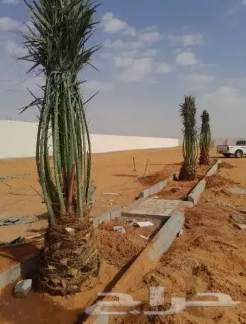 نخل لبيع بجميع انواعه وكافت مقاسته موصل لموقع المطلوب 6