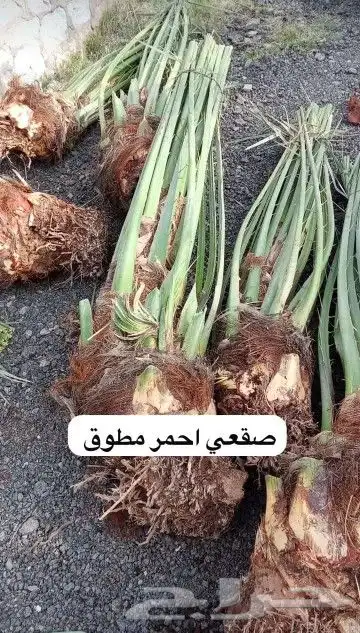 يوجد لدينا جميع انواع انخيل 2