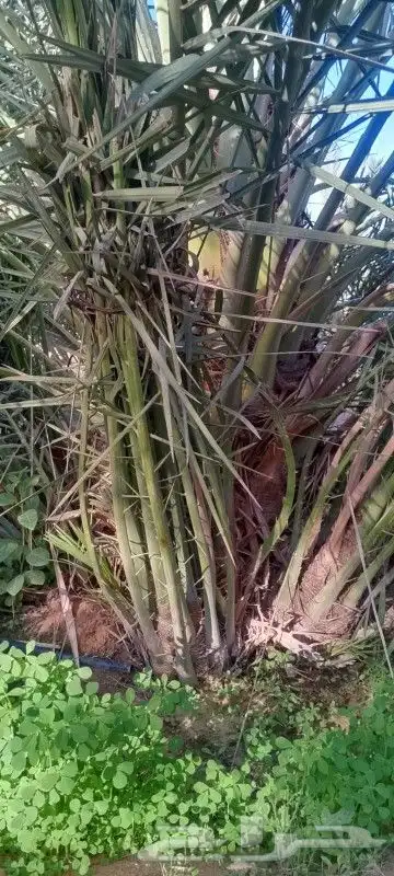 نخل_عربي_فاخر 3