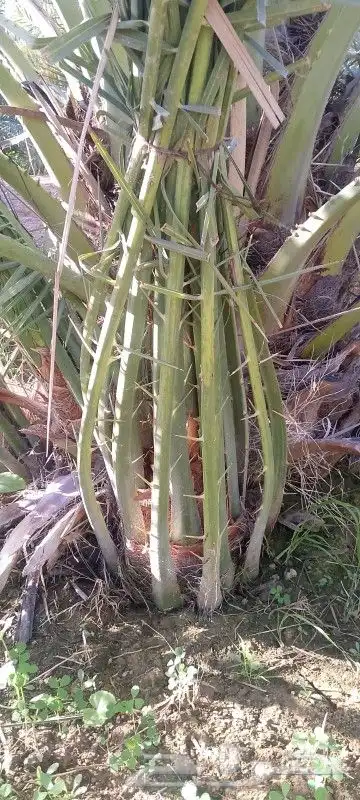 نخل_عربي_فاخر 0