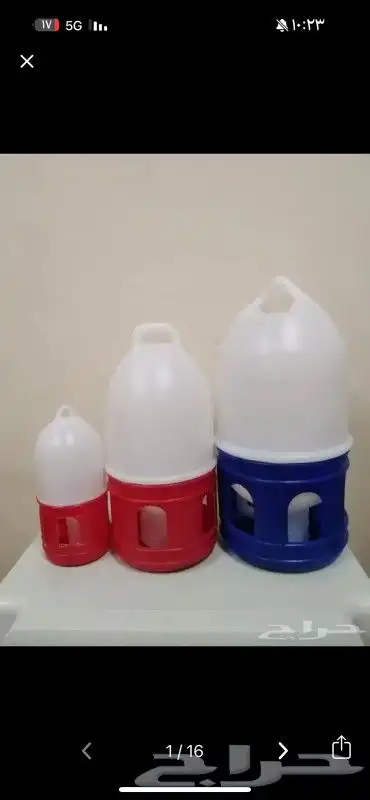 عناقيد الدخن الفرنسي. للجميع انواع الطيور 15