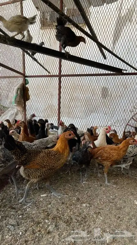 دجاج 1