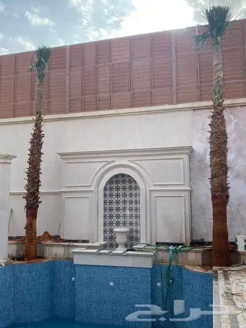 نخل لبيع واشنطونيا زينه ونخيل عربي مثمر 2