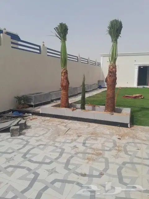 نخل لبيع واشنطونيا زينه ونخيل عربي مثمر 4