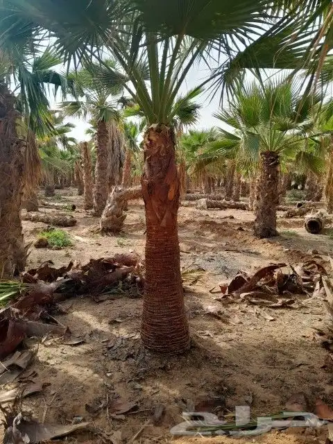 نخل لبيع واشنطونيا زينه ونخيل عربي مثمر 1