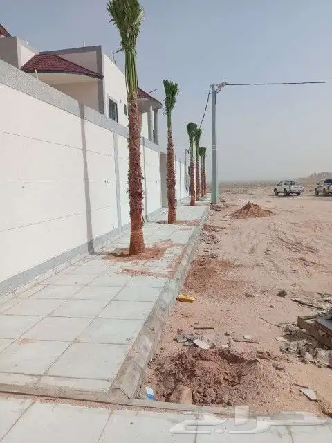 نخل لبيع واشنطونيا زينه ونخيل عربي مثمر 5