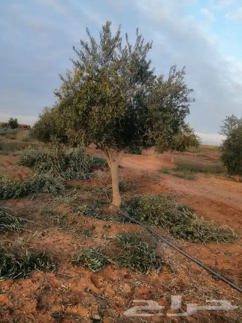 زيتون مثمر نيبالي واسباني ونخيل عربي واشنطني 1