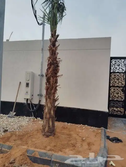 نخل لبيع بجميع انواعه وكافت مقاسته موصل لموقع المطلوب 7