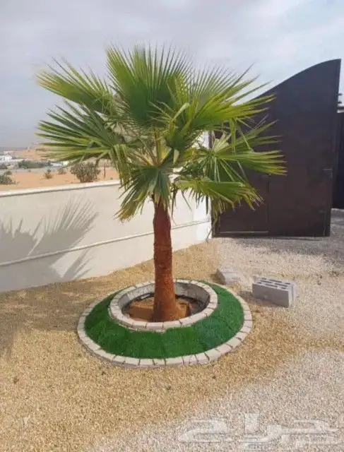 نخل لبيع واشنطونيا زينه ونخيل عربي مثمر 9