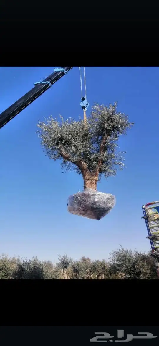 زيتون مثمر نيبالي واسباني ونخيل عربي واشنطني 2